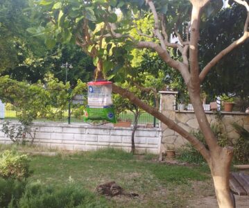 Bahçemizde Karasinek ile Mücadelede Doğal Dönem: Antalya Büyükşehir Belediyesi İş Birliğiyle Tuzaklar Kuruldu